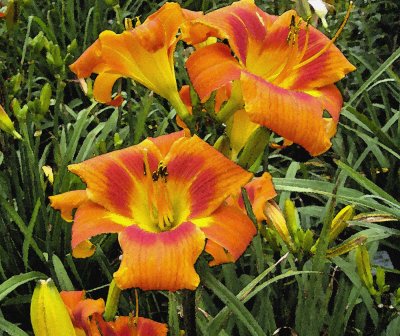 flowers3