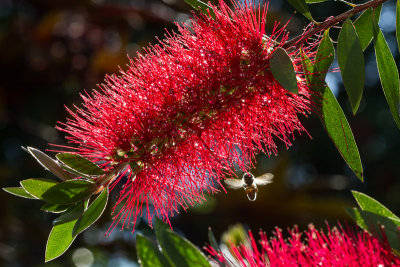 Buzzy Bee on the Bottlebrush