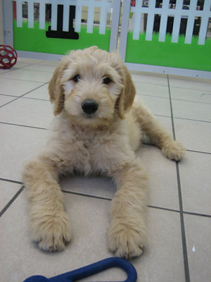 Cute Goldendoodle puppy!
