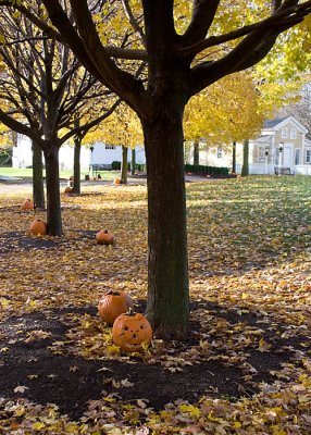 Trees & Pumpkins