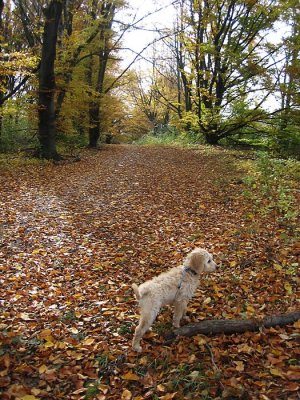 Beautiful beeches