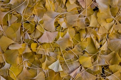 Gingko leaves