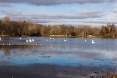 Swan Lake