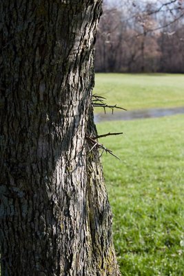 Don't try to climb this tree!