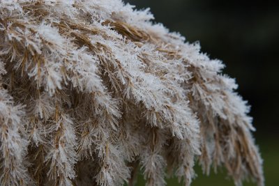 Frosty, foggy, fronds