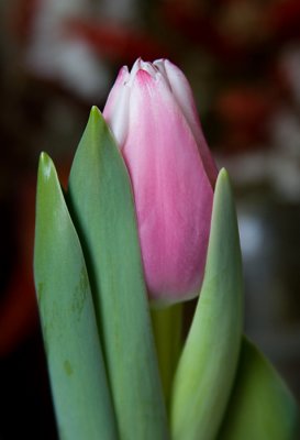 First Costco tulip