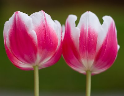 Wet twin tulips