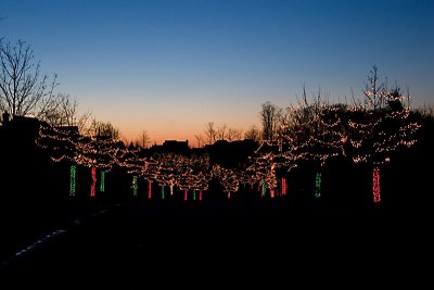 Lighted trees