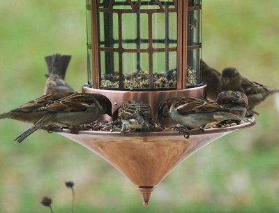 Feeding Frenzy