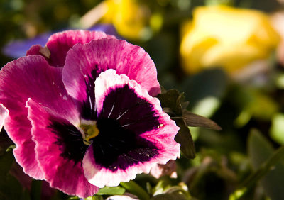 Christmas Pansies