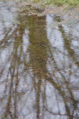 Same puddle