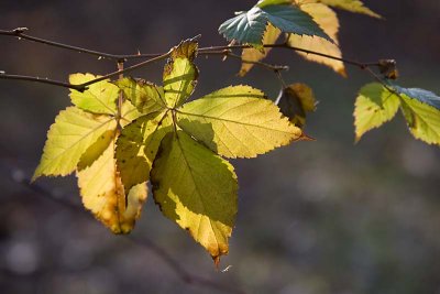 Backlit green leaves