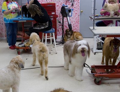 Fun for dogs