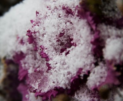 Snow cabbage