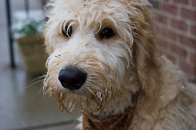 Not so pristine Teddy!