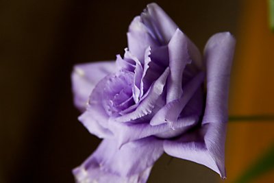 Lovely Lisianthus