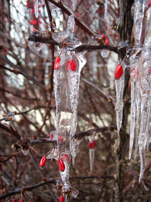 Pretty icicles