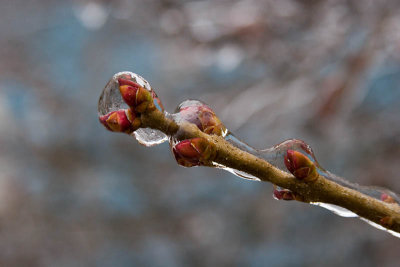Icy branch