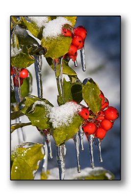 Icy Holly