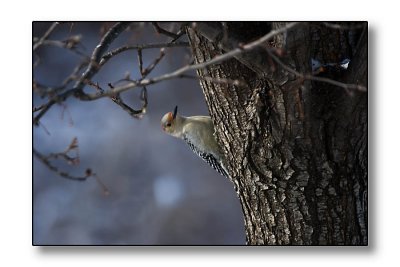 Woodpecker peekaboo