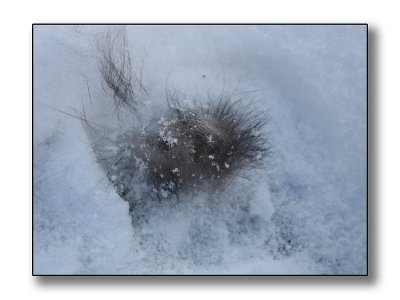 Fur 'n snow