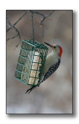 Woodpecker pecking