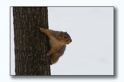 High Key Squirrel