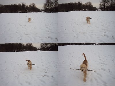 Playing Fetch!