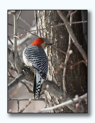 Woodpecker's back