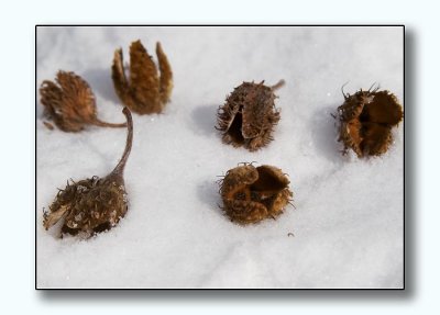 Beech-nuts on snow