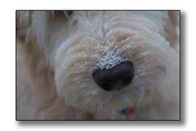 COLD wet nose