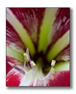 New amaryllis flower