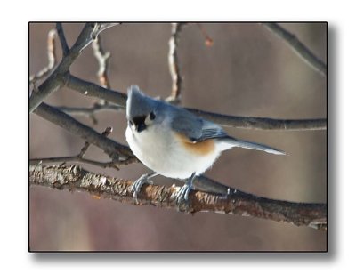 Tufted titmouse