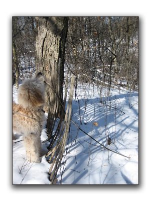No arty fenceline shot today...