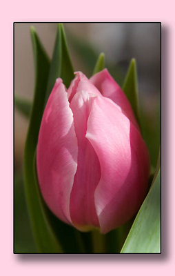Pink potted tulip