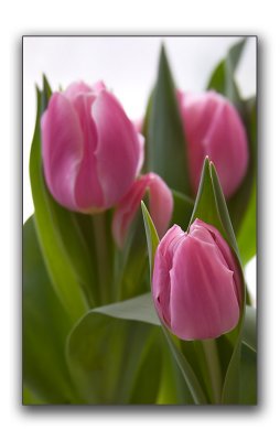 More tulips opened today
