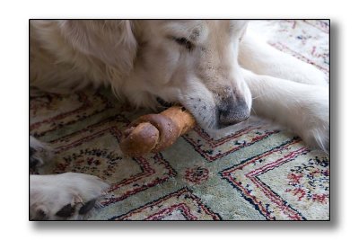 Leo with his bread-bone