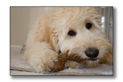 Teddy with his bread-bone