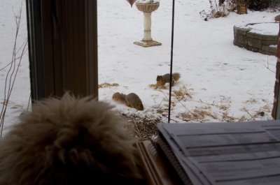 Watching squirrels