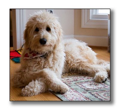 Cross legged Teddy