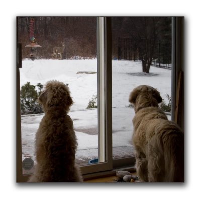 Dogs see deer