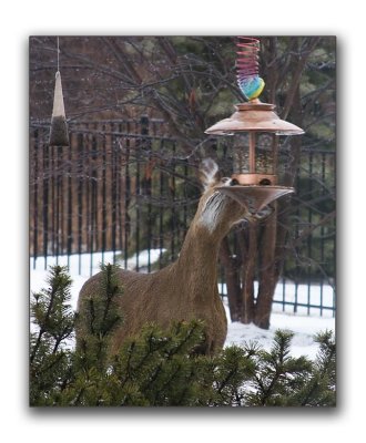 It's a BIRD feeder Deer!!.....