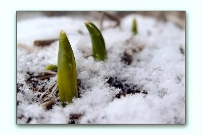 Shhh.. spring shoots through the snow!!