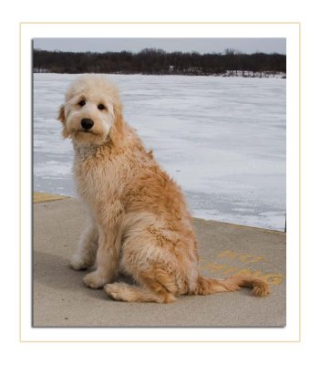 Teddy @ Kensington Park