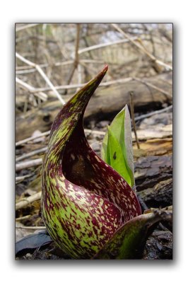 Skunk Cabbage