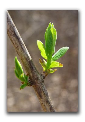 First new leaves