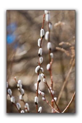 Zoomed pussy willow