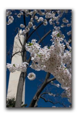 Washington DC Cherry Blossom 07