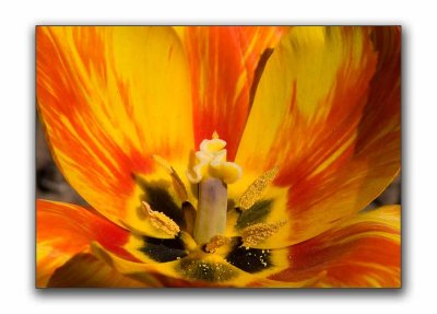 Sunlit tulip