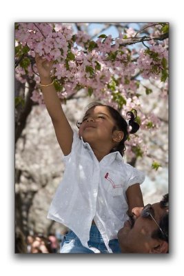 Reaching for blossoms